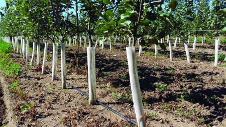 Сетка защитная для саженцев